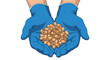 © naim - Hands in blue protective gloves holding a large amount of brown wood pellets on a white background.