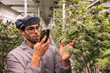 © Jovo Jovanovic/Stocksy - Man inspects cannabis plants in a grow room with phone.