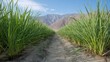 © Liew - Rows of lush green drought-resistant crops flourish along a dusty path leading to distant mountains under a clear blue sky