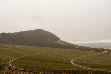  ​A paved road cuts straight through sloping winter vineyards towards a fog-shrouded hill.
