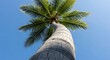 © Jamal Musallah - A striking perspective looking up the textured trunk of a leaning coconut palm tree toward its green fronds, set against a brilliant, cloudless blue sky.