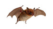 © Ari - Isolated brown bat with wings spread preparing to fly studio shot nocturnal animal