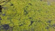 © phengsstst - Algae bloom on water surface background. Green algae texture covering the surface of a pond. Top view of green algae bloom spreading across the surface of a pond or lake.