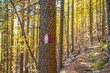 © Moritz Wolf/imageBROKER - Hiking marker, hiking trail in the forest, near Scharnitz, Bavaria, Germany