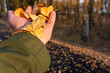 © Kos - Hand holding dry yellow autumn leaves. Close-up of a person in a green jacket showing fall foliage in a sunny park. Seasonal nature concept