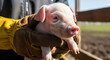 © Yasir - Candid Macro Shot of a Curious Pink Piglet Cradled in Heavy Duty Work Gloves in a Rustic Barn