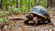 © John - A gopher tortoise (Gopherus polyphemus), a native Florida turtle species, walking in the woods in Sarasota, Florida
