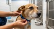 © Jafree - Caregiver adjusting collar on adorable brown dog at pet adoption day in animal shelter. concept of pet care, animal rescue, furry friend companionship