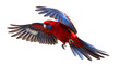 © Gail - a vibrant crimson rosella parrot in mid-flight, showcasing its striking blue and red plumage against a transparent background, captured in a dynamic pose.