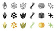 © Sophia - Set of corn vegetable icons in various styles including outline, glyph, and color, showing the cob, kernels, leaves, silk, and a cross-section for agricultural or food concepts