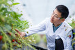 © zhu difeng - Scientist in laboratory coat inspecting strawberry growth in a greenhouse environment