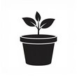 © Juni - Young green plant sprouting in black pot isolated on white background growth concept