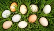 © Olha - easter eggs on green grass