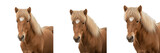 Icelandic Horse Equus ferus caballus isolated on white background, Íslenski hesturinn from Ísland, Nordic pony size horse, tölt gait horse breed, cold climate Scandinavian equine studio cutout