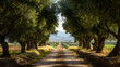 © 平 陈 - Treelined dirt road in countryside