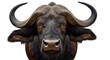 © AkuAku - Close shot of African buffalo head on solid white background