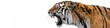 © Andrii Zastrozhnov - Side profile of a roaring bengal tiger on white background