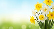 © Ольга Клецкова - Yellow and white daffodils in bloom on a bright blue to green bokeh backdrop, arranged on the right with large blank copy space for spring design, greetings, ads.