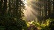 © fotofabrika - Person walking on a forest path with sunlight filtering through trees in the morning