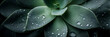 © Strother - Close-up Macro Shot of a Vibrant Green Succulent Plant with Fresh Morning Dew Water Droplets on Fleshy Leaves Creating a Serene Botanical Texture Background