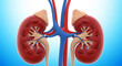 © MST - Detailed human kidneys with adrenal glands and associated blood vessels on a gradient background