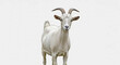 © Shorif - White goat with curved horns standing on white background animal mammal
