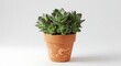© VectorImage - Small succulent plant in a terracotta pot on a plain white surface in a domestic indoor setting