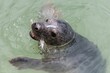 © tom - Close up of a common seal (phoca vitulina) pup eating a fish in the water