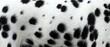 © Yuliia - Close-up of black and white spotted dalmatian dog fur texture showing natural animal coat pattern for pet care and veterinary design projects.
