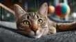 © Jane_S - Tabby cat lying attentive near colorful ball on fabric surface