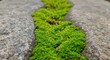 © AnilaStudio - 岩の隙間に生える鮮やかな緑の苔のクローズアップ