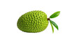 © Robiul Haque - A single, vibrant green breadfruit with its unique textured skin and two small leaves is presented.