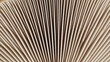 © tya - A close-up view of a mushroom's intricate gills and ridges
