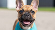 © imagemir - Happy Brown French Bulldog with Big Ears Wearing a Blue Bandana, Showing a Joyful Expression in a Sunny Outdoor Setting