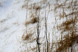© Oleksandr Kashcheiev - Minimalist winter nature scene with dry plant stalks and grass in the snow. Simple botanical background from Iceland