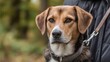 © Thares2020 - Close up portrait of a brown and black dog with attentive eyes on a leash in an outdoor setting