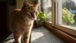 © Thares2020 - Ginger cat rests on a sunlit ill observing the world outside through the windowpane