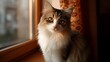 © Thares2020 - A fluffy long haired tabby and white cat with striking golden eyes sits on a ill bathed in warm natural light from a window