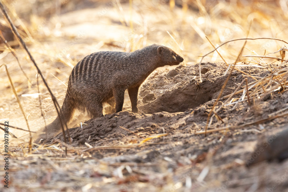 Banded mongoose digging and foraging during a hot morning in Zimbabwe ...