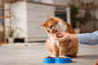 © Pixel-Shot - Young woman with food bowl feeding her cute cat at home