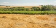 © Tetiana - Golden stubble of wheat field under clear blue sky. Landscape of field with mowed wheat, harvesting of grain crops. Agriculture, harvesting.