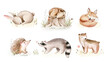 © kris_art - Watercolor set of cute baby bunny and fox animal woodland nursery rabbit and raccoon isolated illustration for children. watercolour deer, bunny and hedgehog forest drawing, Bear and fox