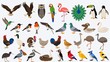 © AC - Colorful Ornate Birds Illustration: Diverse Wildlife Art of Tropical Species and Avifauna with Vibrant Plumage and Feathers for Ornithology and Educational Decor.