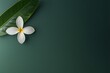 © JPminimal - Coffee flower on leaf nature still life minimalist close-up serenity