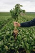 © standret - Detailed close up view. Male farmer is standing and holding beet on the agricultural field