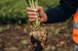 © standret - Detailed close up view. Male farmer is standing and holding beet on the agricultural field