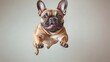 © zhuan - Joyful fawn french bulldog leaping midair with tongue out and ears perked against a neutral background