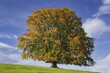 © Walter G. Allgöwer/imageBROKER - Common beech (Fagus sylvatica), in autumn, solitary tree near Rieden am Forggensee, Ostallgäu, Allgäu, Bavaria, Germany