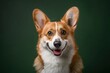 © bodnarphoto - Happy corgi with bright eyes and a joyful expression posing against a green background