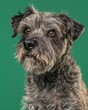 © bodnarphoto - Scruffy gray terrier mix dog portrait on green background